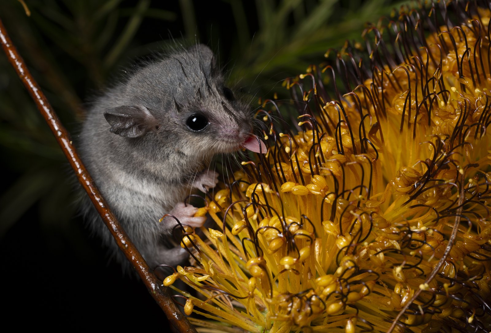 Eastern Pygmy Possum, Cercartetus nana