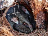 Eastern Ringtail Possum, Pseudocheirus peregrinus