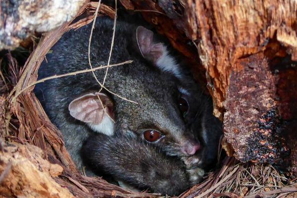 Eastern Ringtail Possum, Pseudocheirus peregrinus