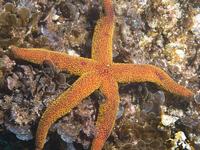 Seastar, Echinaster colemani