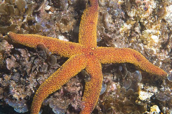 Seastar, Echinaster colemani