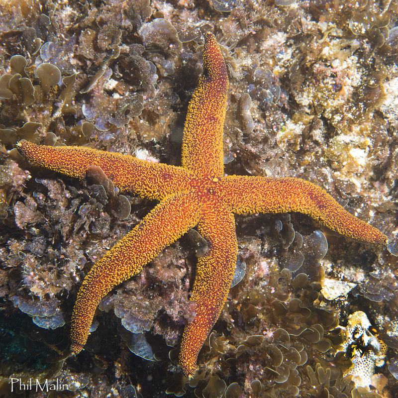 Seastar, Echinaster colemani