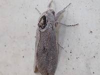 Giant Wood Moth, Endoxyla cinereus