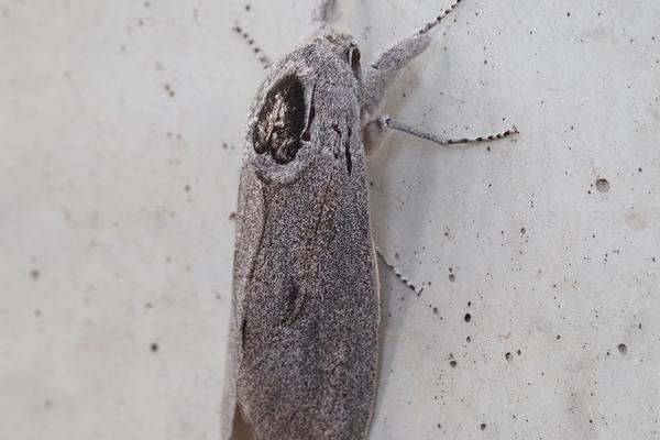 Giant Wood Moth, Endoxyla cinereus