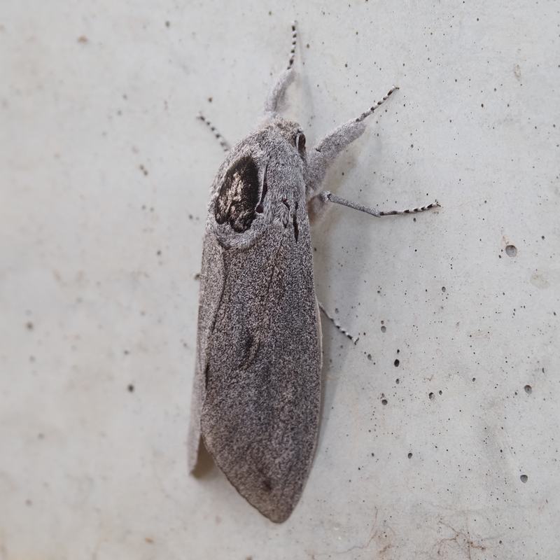Giant Wood Moth, Endoxyla cinereus