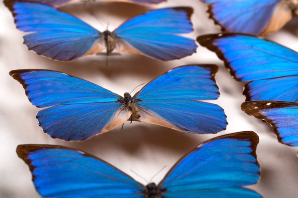 Lamond Collection Drawer, Morpho spp. (Nymphalidae)