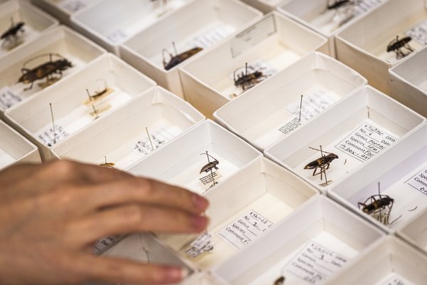 Entomology Collection Care & Conservation