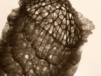 Euplectella