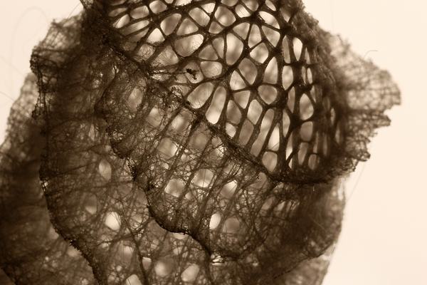 Euplectella