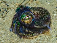 Southern Bobtail Squid, Euprymna tasmanica