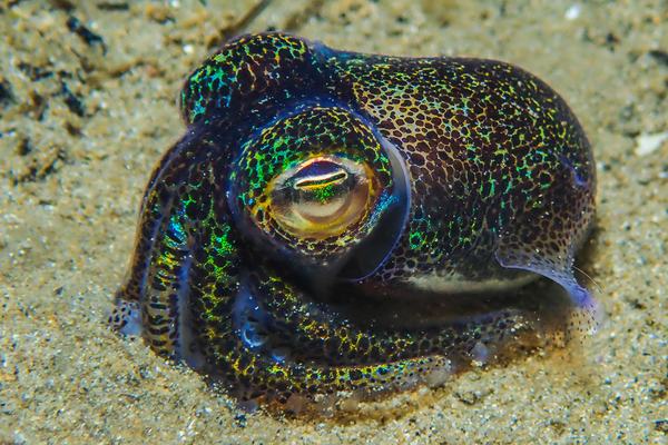 Southern Bobtail Squid, Euprymna tasmanica