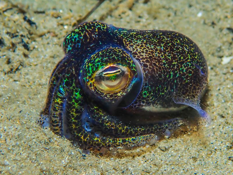Southern Bobtail Squid, Euprymna tasmanica
