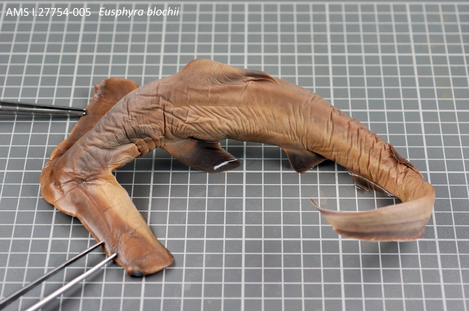 Specimen of Winghead Shark (Eusphyra blochii) from the Australian Museum Ichthyology Collection (AMS I.27754-005), showing the cephalofoil (hammer-shaped head structure).