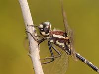 Mountain Tigertail dragonfly Eusynthemis tillyardi