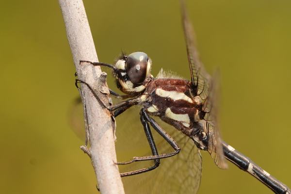 Mountain Tigertail dragonfly Eusynthemis tillyardi