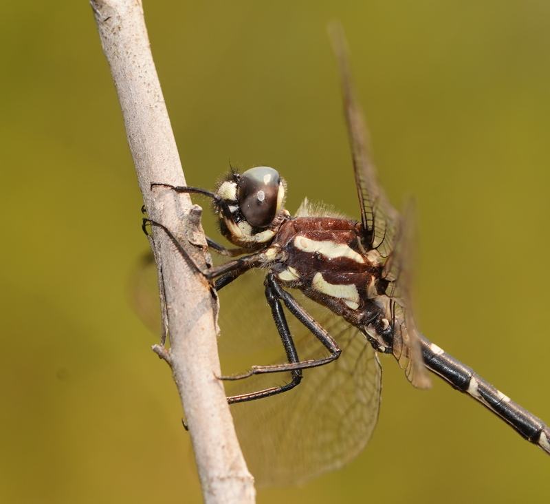 Mountain Tigertail dragonfly Eusynthemis tillyardi