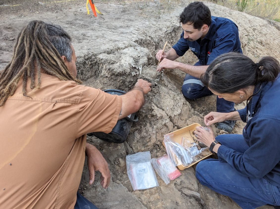 Three researchers crouched in an excavation pit uncovering a garli (dingo) skeleton.