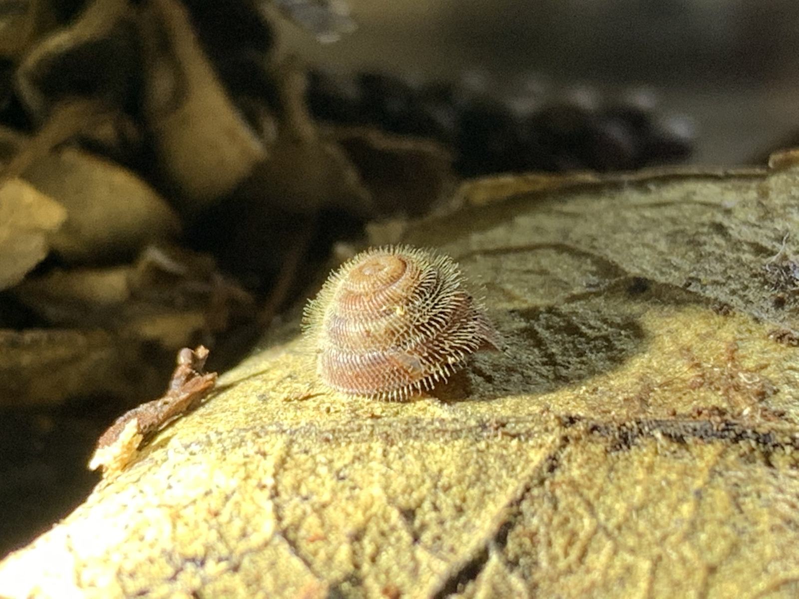 A Norfolk Island Hairy Snail viewed from above, showing its small hairy body.