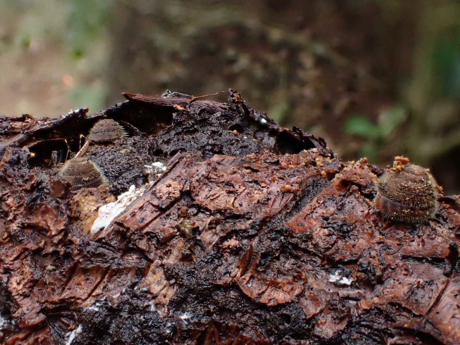 Norfolk Island Hairy Snails scattered across a rough, woody surface in their natural habitat.