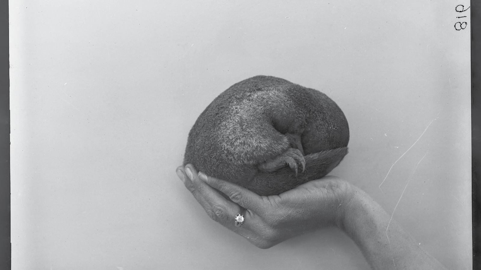 Female Platypus curled in a person's hand.