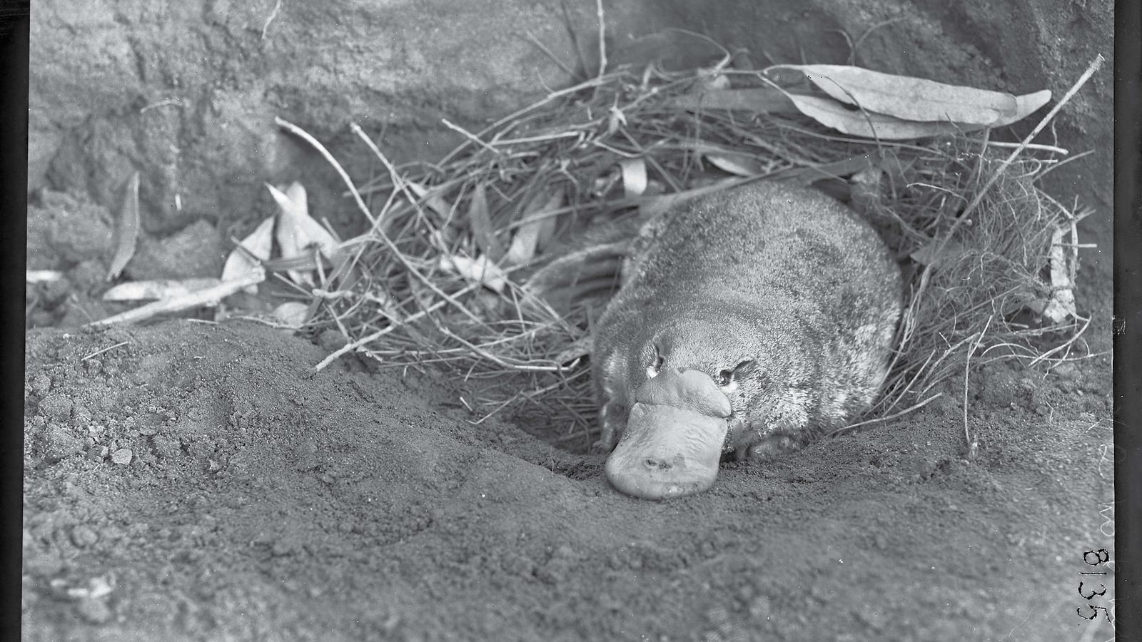 Female platypus lying at the entrance of a nest made of vegetation inside a burrow.