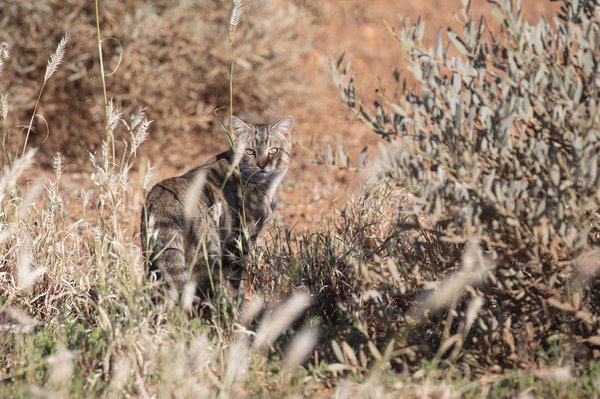 Feral Cat, Felis catus