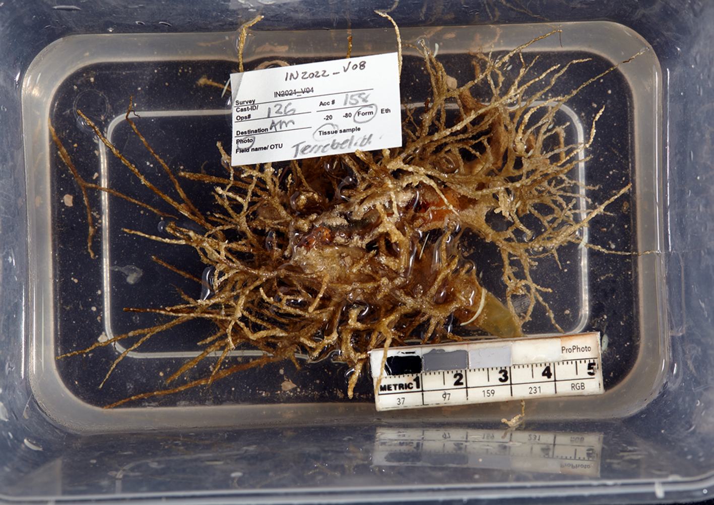 Specimen tray containing a branching network of spaghetti worms, with specimen label and a metric scale ruler visible.