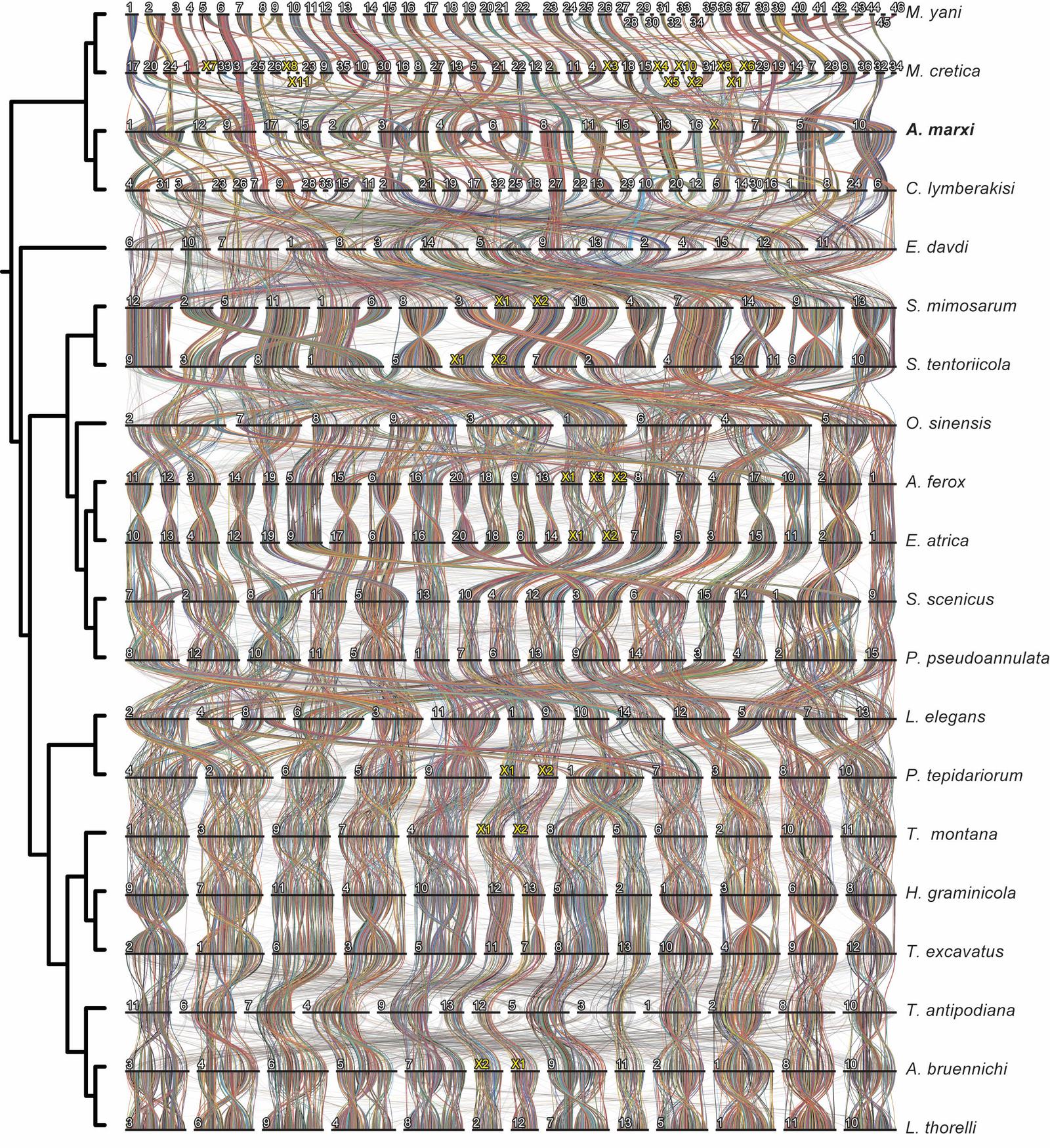 Phylogenetic tree displaying relationships among multiple spider species with coloured connecting lines.