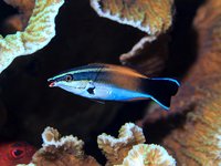 Cinnabar Cleaner Wrasse (Labroides flammulatus)
