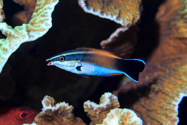 Cinnabar Cleaner Wrasse (Labroides flammulatus)