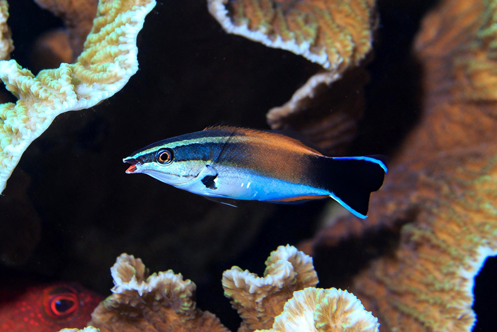 Cinnabar Cleaner wWrasse swimming among coral, showing bold orange-brown upper body.