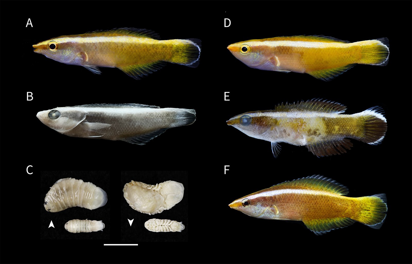 Six-panel scientific figure showing Goldenrod Cleaner Wrasse specimens and parasitic isopods.