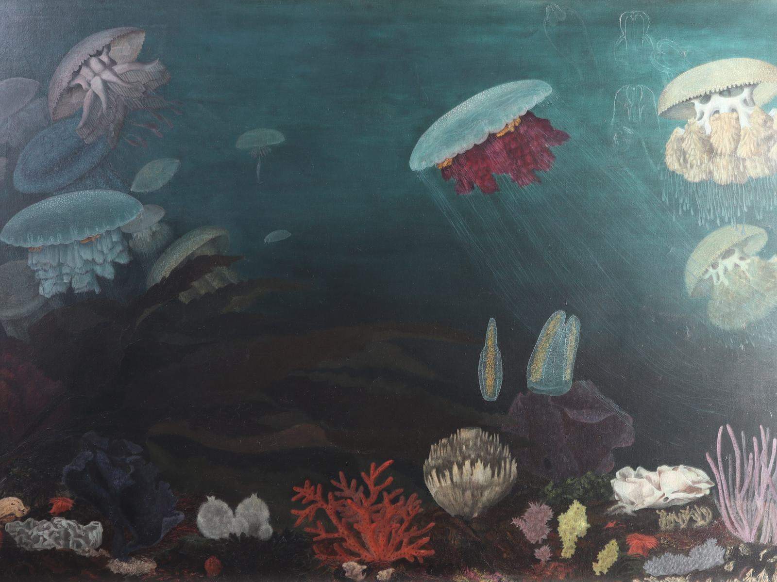 Medusae of the Australian Seas, after treatment by ICS in 2026.