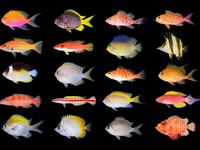 A plethora of new Coral Sea fishes many newly discovered in the region and some potentially new to science.