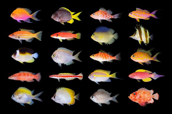 A plethora of new Coral Sea fishes many newly discovered in the region and some potentially new to science.