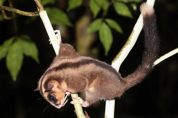 Photograph of a living female Pygmy Long-fingered Possum (Dactylonax kambuayai) Klalik area, Vogelkop.