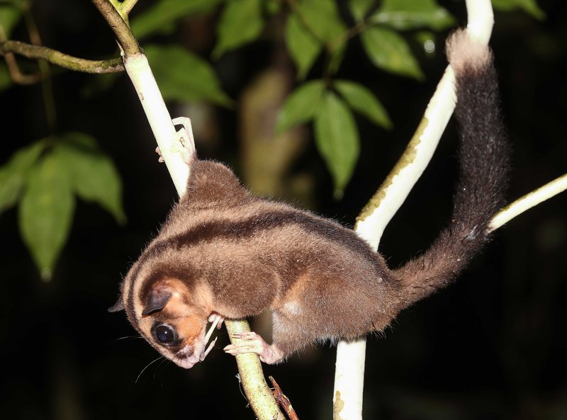 Photograph of a living female Pygmy Long-fingered Possum (Dactylonax kambuayai) Klalik area, Vogelkop.