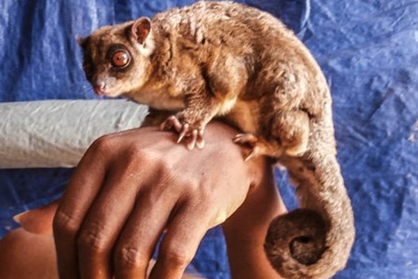 Ring-tailed Glider (Tous ayamaruensis), subadult, South Sorong area, Vogelkop Peninsula