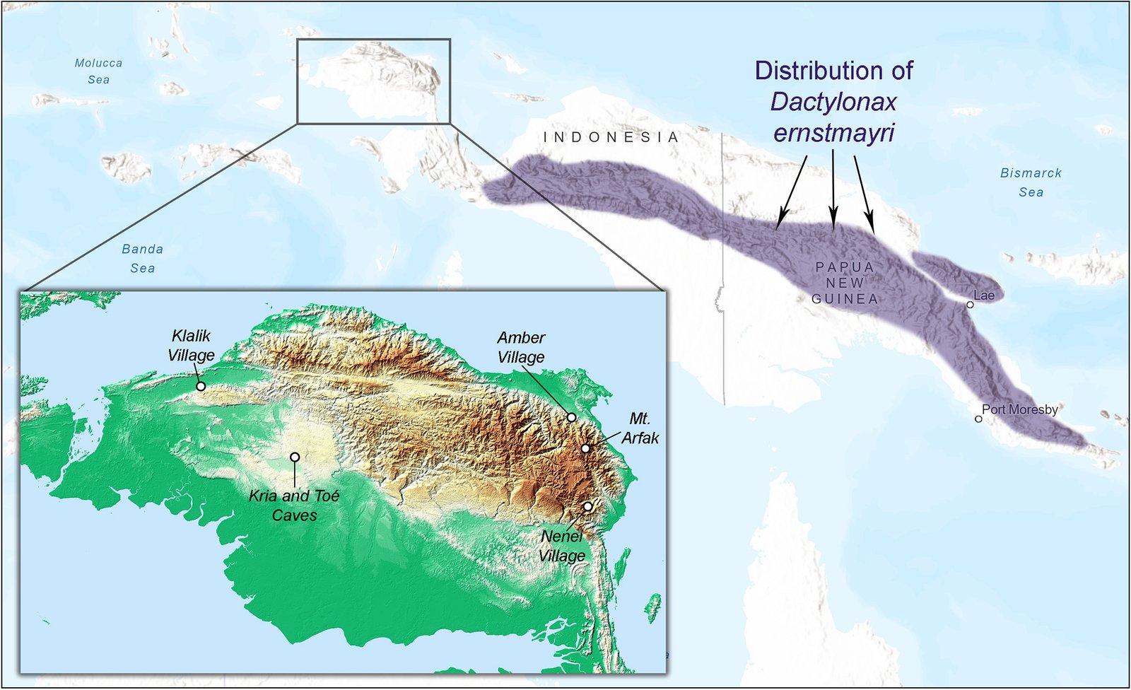 Map of the Pygmy Long-fingered Possum, Dactylonax kambuayai Vogelkop localities.