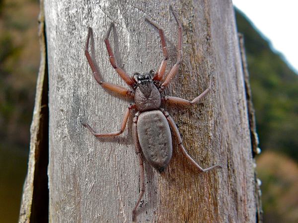 A flat, elongated brown spider with long slender legs, camouflaged against weathered grey timber.