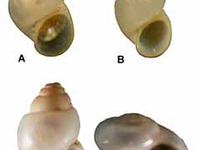 Four unidentified Hydrobiid