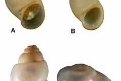 Four unidentified Hydrobiid