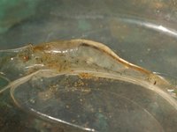 Freshwater Shrimp in profile