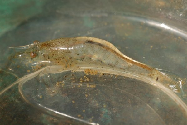 Freshwater Shrimp in profile