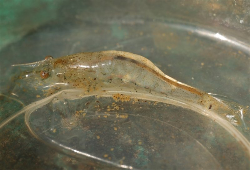 Freshwater Shrimp in profile