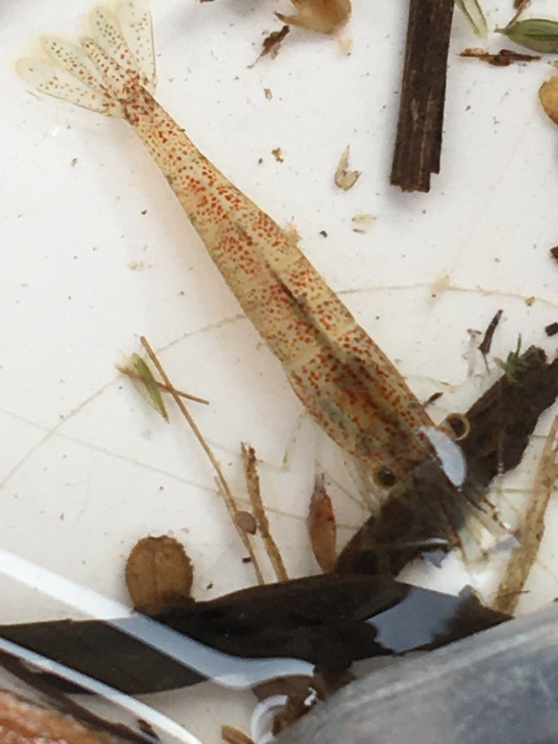 Freshwater Shrimp has a translucent body and five pairs of legs.