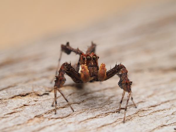 A small brown jumping spider with tufted, hairy legs, large dark eyes, and fringed leg ornamentation, perched on pale bark.