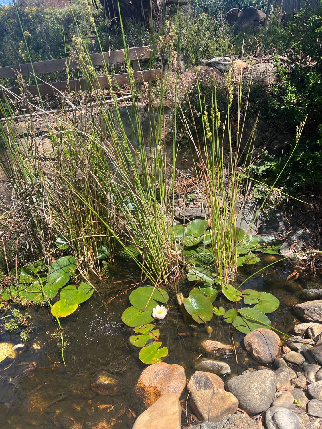 Habitat for Spotted Marsh Frog (Limnodynastes tasmaniensis) recorded during FrogID 2025 by Karen Longmuir in ACT