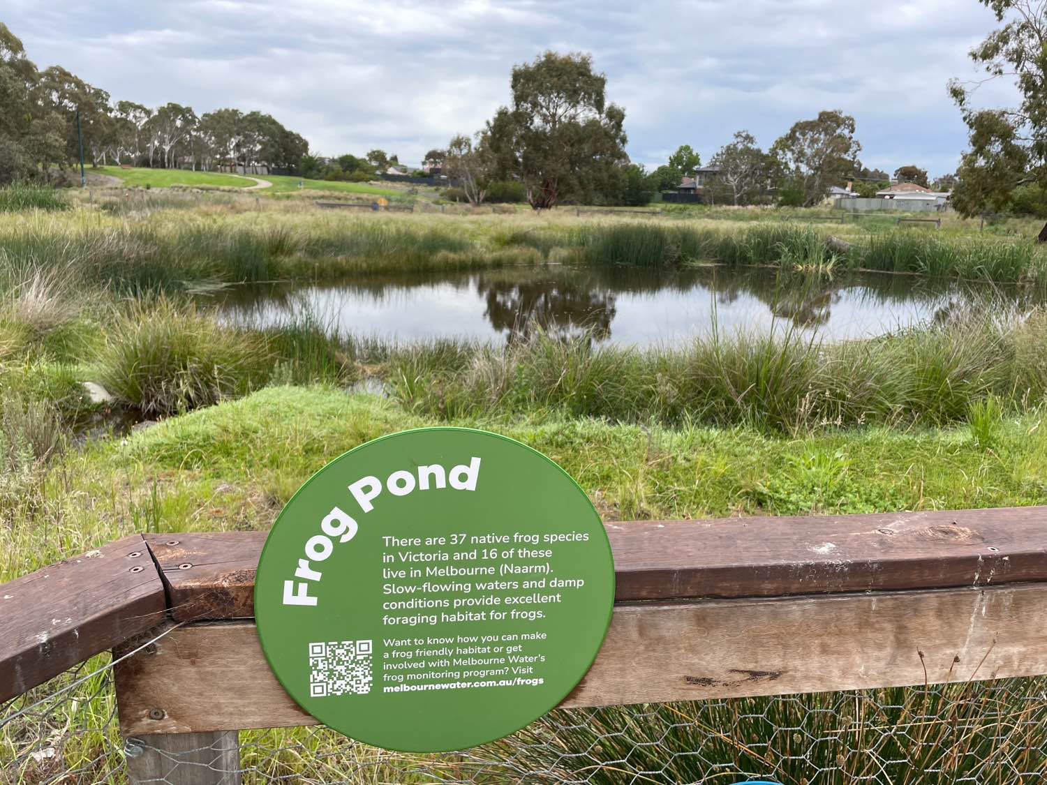 Habitat for Common Eastern Froglet (Crinia signifera) recorded during FrogID Week 2025 by Stephen Hart in VIC