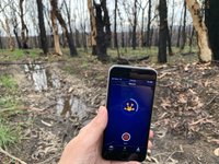 Using FrogID in burnt areas